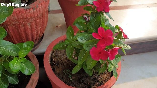 Indian Summer Garden | Summer Flowering | Plants for Indian Summer | Vlog 7 | BY food for foodies смотреть онлайн