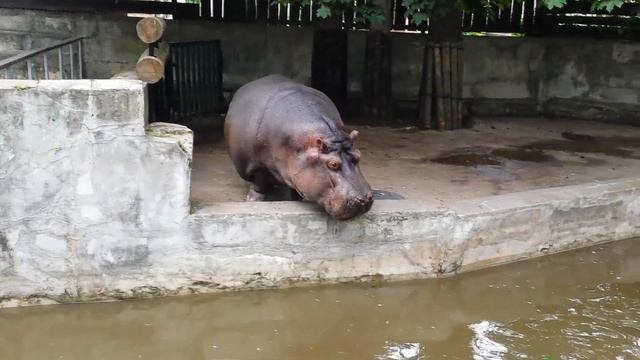 Зоопарк Риги смотреть онлайн