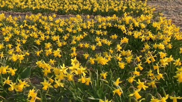 Narcissus | Tête à Tête | Narcis  Plant