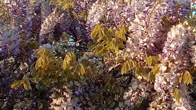 Глициния цветёт. Анапа. смотреть онлайн