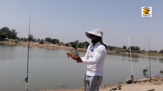 #РЫБАЛКА НА #ГИГАНТСКОГО #АМУР #СОМ #САЗАН 2023 #videofishing