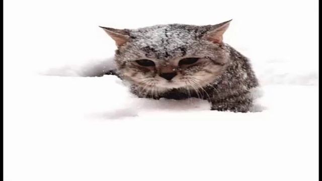 Я тебя никому не отдам смотреть онлайн