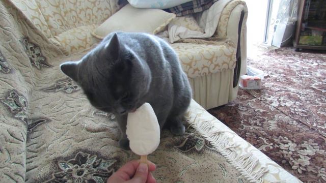 Как мой кот ест мороженное ) смотреть онлайн