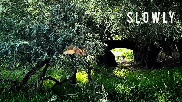 Замедленное видео: летающее насекомое. смотреть онлайн