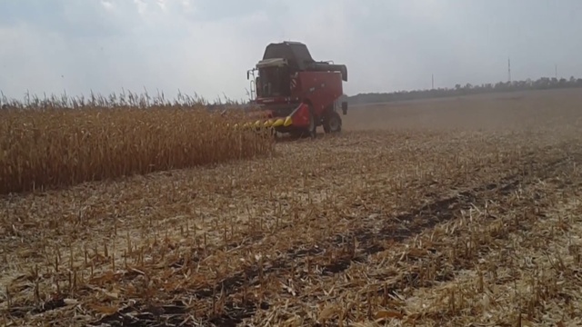 VERSATILE TORUM 760 в уборке кукурузы