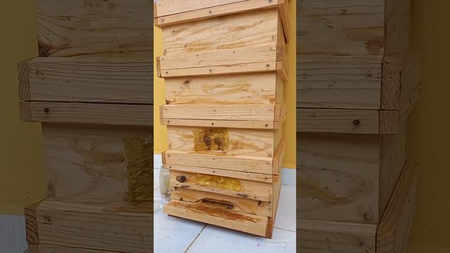 ,,Японский,,улей на балконе в Турции.Ловля роя продолжается.Немного видео и фото местности. смотреть онлайн