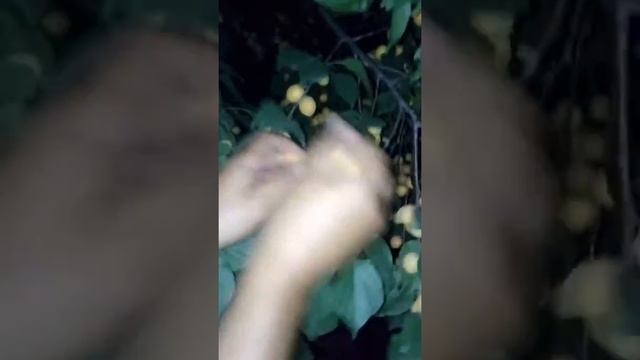 У соседей урюк вкуснее)) смотреть онлайн