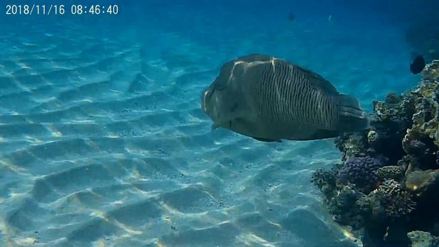 Рыбы Красного моря смотреть онлайн
