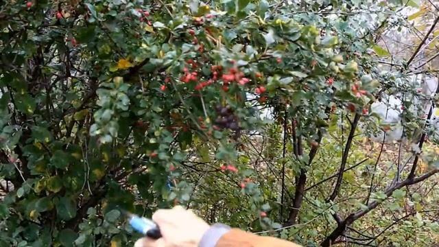 Барбарис в Репном.wmv смотреть онлайн