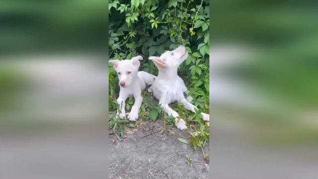 Красивые, забавные, разные: Овчаристые- Ульяна и Дуня 🐶🐶. Белые- Стеша, Глаша, Маша 🐕🐕🐕. смотреть онлайн