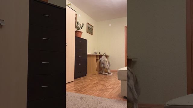 ДУРЬ смотреть онлайн