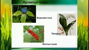 Осторожно ядовитые грибы и ягоды