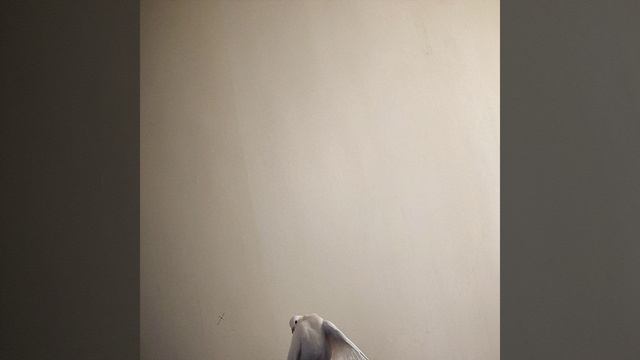 Зарева радости