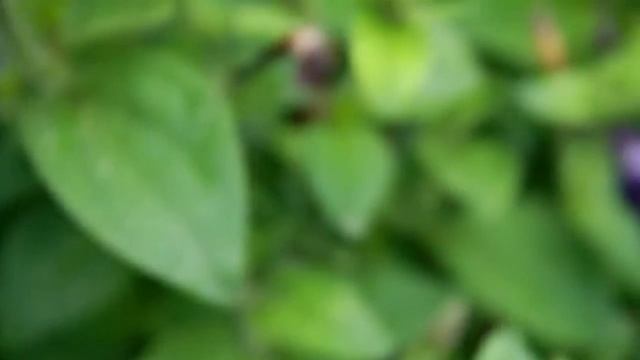качество видео на Canon EOS 1100D kit 18-55 смотреть онлайн
