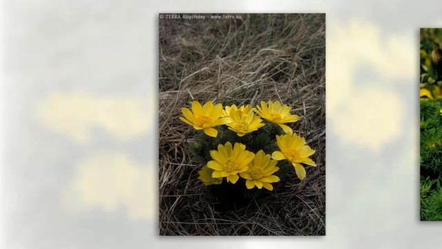 Адонис весенний (Adonis vernalis) смотреть онлайн