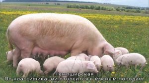 Породы свиней для домашнего разведения