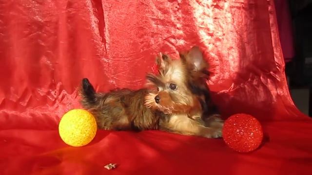 ГОЛДЕН ЙОРК - йоркширский терьер золотого окраса смотреть онлайн