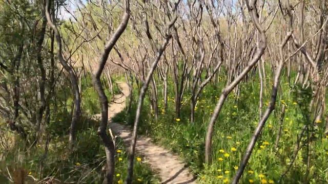 Сказочный лес без листьев. Только мраморно серые стволы деревьев и одуванчики под ногами смотреть онлайн