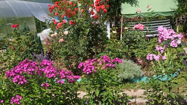 #огорододача 18.07.2021 клумба жара бабочки красота смотреть онлайн