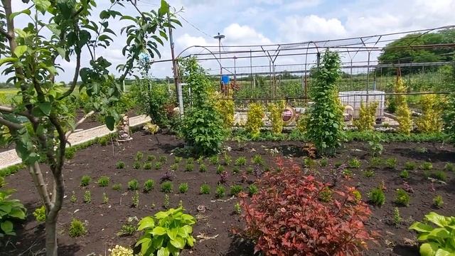 598.Уход за малиной у меня очень простой . смотреть онлайн