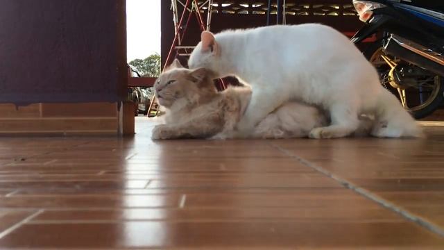 animal mating 動物交配 скрещивание животных ζευγαρώματα ζώων 2 смотреть онлайн