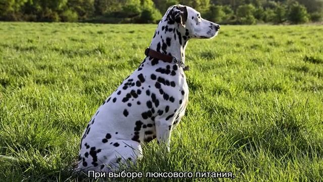 Как избавиться от запаха псины от собаки смотреть онлайн