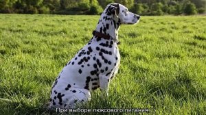 Как избавиться от запаха псины от собаки