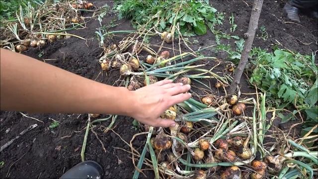 Доделал опалубку / сбор урожая картофеля и лука . влоги из деревни. смотреть онлайн