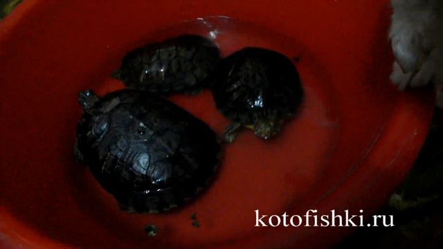 Ой, большие черепахи! А котик маленький такой :) | Cat vs Turtles смотреть онлайн