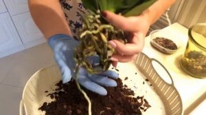 ПЕРЕСАДКА ЦВЕТУЩЕЙ ОРХИДЕИ ПОСЛЕ МАГАЗИНА