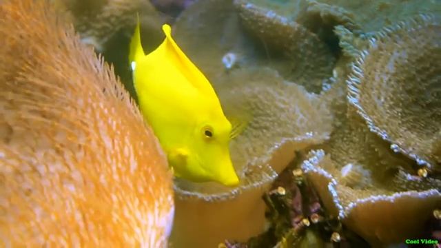 Желтая зебрасома – Zebrasoma Flavescens