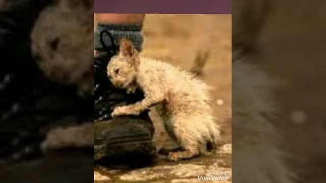 Уродливый кот смотреть онлайн