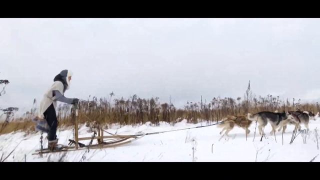 Подмосковье / Катание на собачьих упряжках / Зимние забавы / Кудиново / Россия 2021 смотреть онлайн