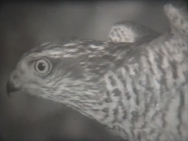 Биология. Животные. От рыб до птиц. Хищные птицы