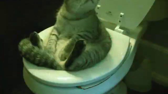 Страшный кот смотреть онлайн