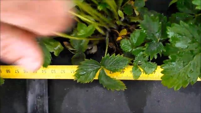 Идеальная схема посадки альпийской земляники смотреть онлайн