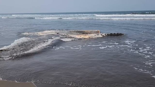En la Costa Salvadoreña, aparece extraña creatura del océano смотреть онлайн