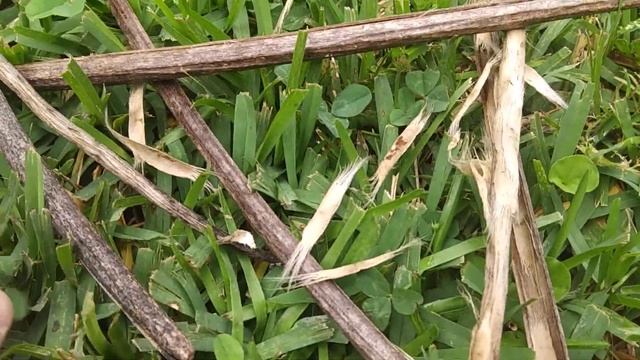 How To Grow a Catalpa Tree From Seed With Detailed Description смотреть онлайн