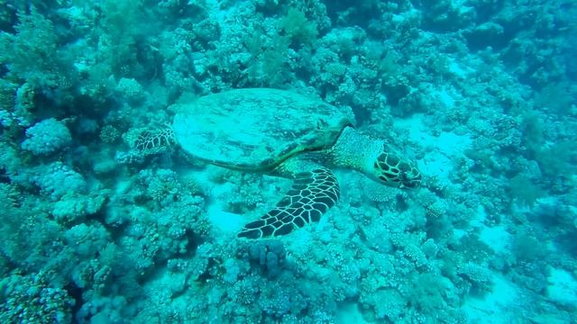 LA MERAVIGLIOSA BARRIERA CORALLINA DEL MAR ROSSO |HD| смотреть онлайн