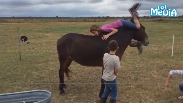 Самые смешные приколы про животных Приколы с животными Милые и смешные Подборка приколов смотреть онлайн