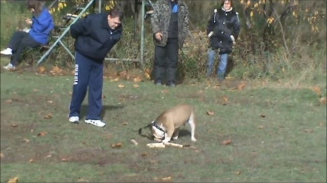 Дрессировка смотреть онлайн