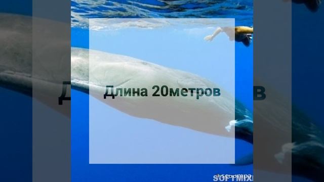 Кашалот vs Синий кит смотреть онлайн