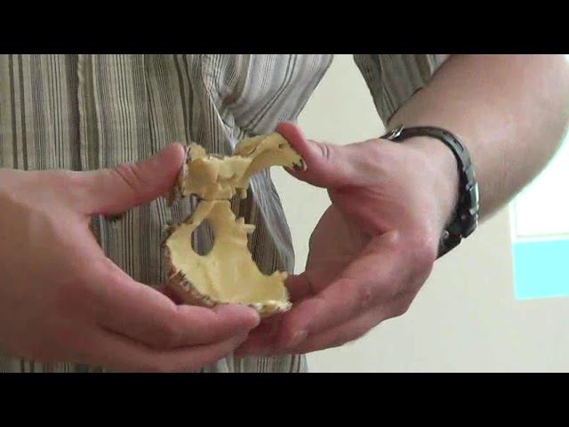 Семинар Краниосакральная терапия 2 КСТ2_022 смотреть онлайн