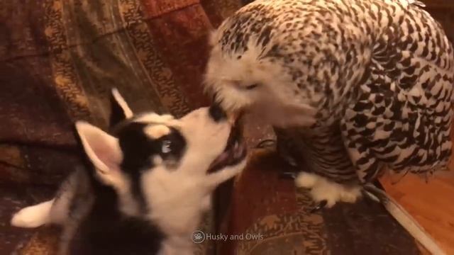 15 Unbelievable Pets Kids Actually Own смотреть онлайн