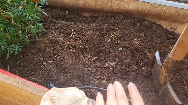 ЧТО посеять в СЕНТЯБРЕ?КАК подготовить ТЕПЛИЦУ К ЗИМЕ? ДУМАЛА НИКОГДА ЕЕ НЕ НАЙДУ! смотреть онлайн