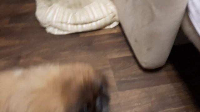 Пекинес Дендик и мясные чипсы смотреть онлайн