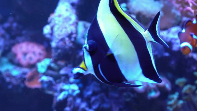 REEF AQUARIUM "BARN FIND" - This 1800 liter aquarium has it's own garage *exclusive tour* смотреть онлайн