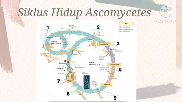 Siklus Hidup Ascomycota dan Basidiomycota смотреть онлайн