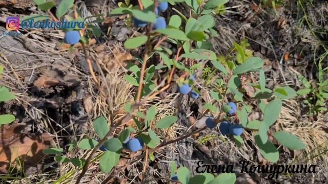 23.07.22 Норильск. Жара +30°С. Северная природа. Созрели ягоды, морошка и голубика. смотреть онлайн