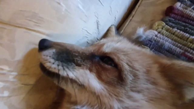 ЛИ СЯО. Алиса - Лиса. Лиса не разрешает поднимать гирю. смотреть онлайн